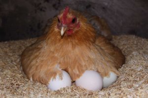Hen-eggs.jpg